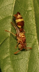 Ropalidia variegata