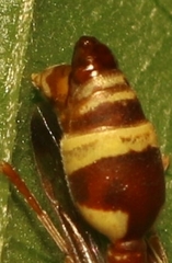Ropalidia variegata