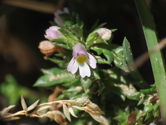 Euphrasia liburnica