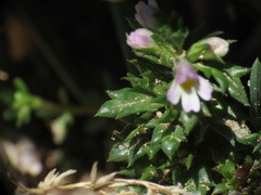 Euphrasia liburnica