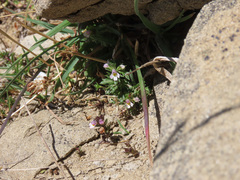 Euphrasia liburnica