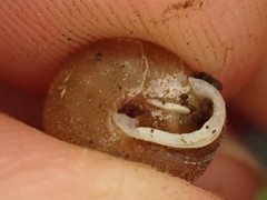 Euchemotrema leaii