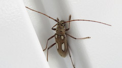 Eburia