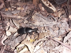 Scyphophorus
