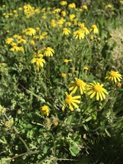 Senecio litorosus