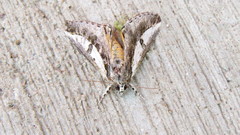 Euscirrhopterus poeyi