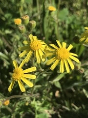 Senecio litorosus