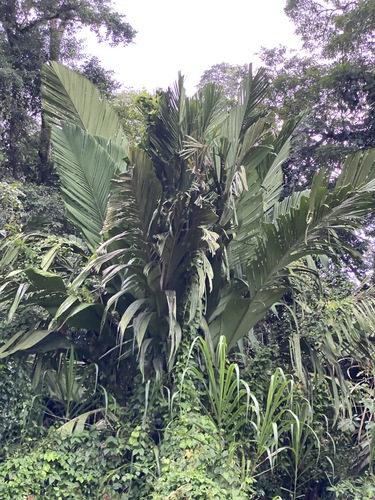 Manicaria saccifera Gaertn.