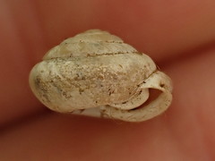 Euchemotrema leaii