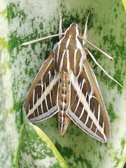 Hyles lineata
