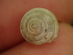 Euchemotrema leaii