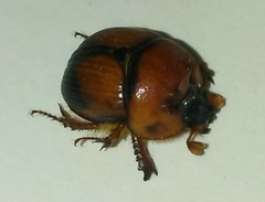Bolbocerosoma bruneri