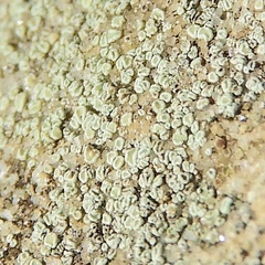 Lecanora polytropa
