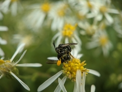 Protandrena andrenoides