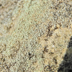 Lecanora polytropa