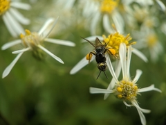 Protandrena andrenoides