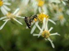 Protandrena andrenoides