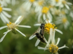 Protandrena andrenoides