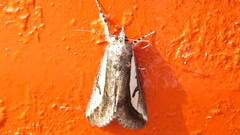 Euscirrhopterus poeyi