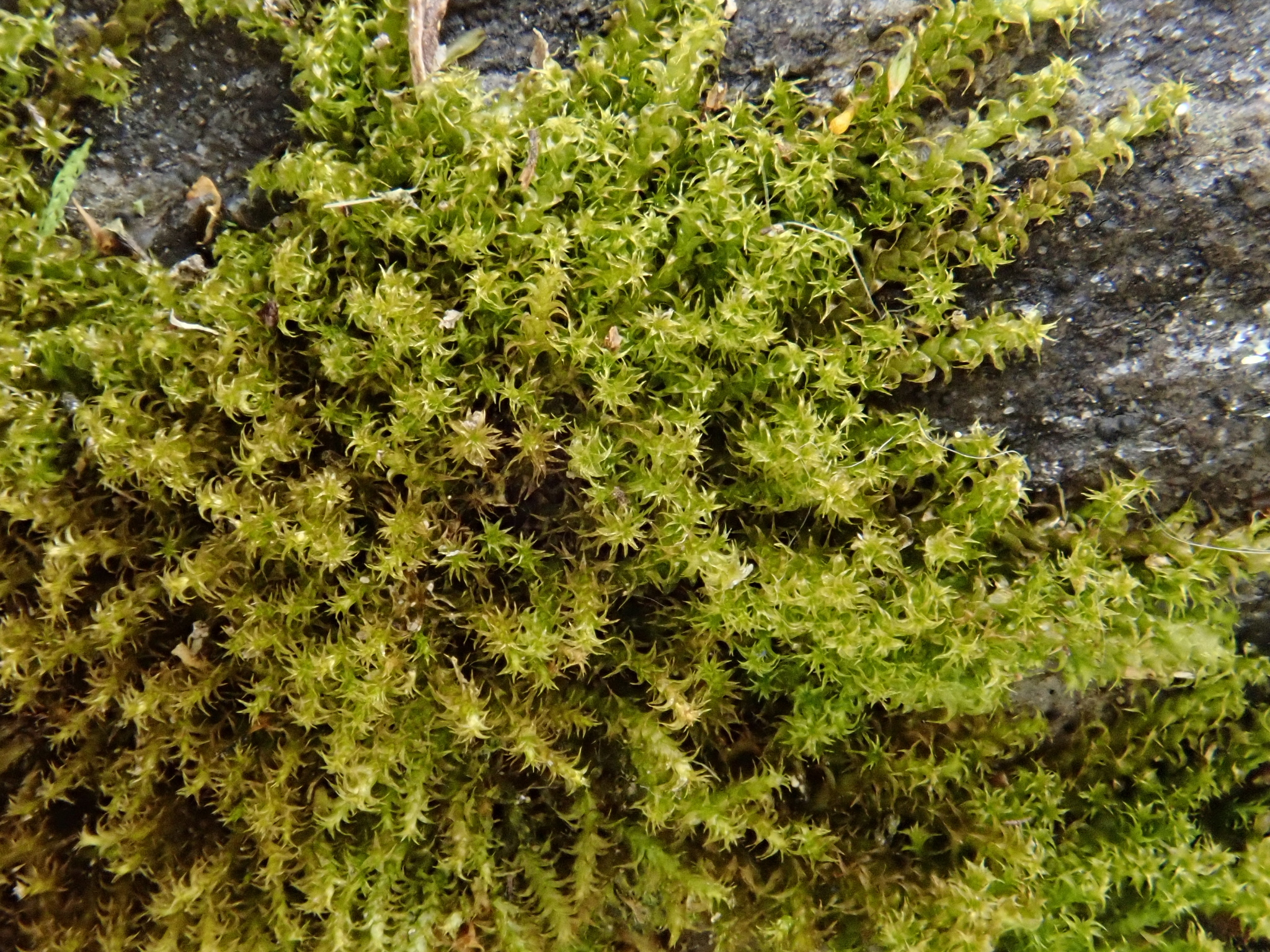 Campylophyllum halleri