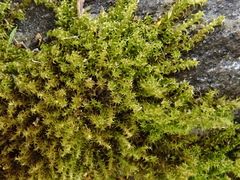 Campylophyllum halleri