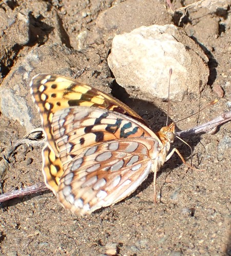 Coronis Fritillary photo 5