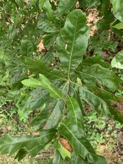 Quercus × leana