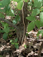 Quercus × leana