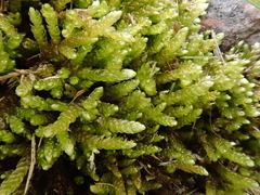 Rhynchostegium murale