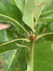 Quercus × leana