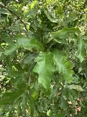Quercus × leana