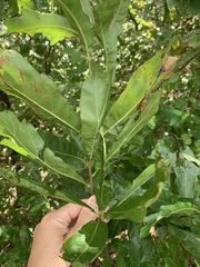 Quercus × leana