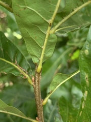 Quercus × leana
