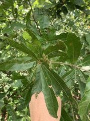 Quercus × leana