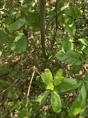 Quercus × leana
