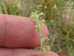 Pectocarya heterocarpa