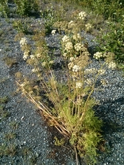 Cnidium cnidiifolium