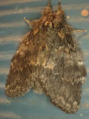 Peridea