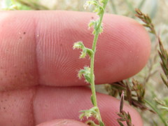 Pectocarya heterocarpa