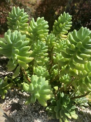 Sedum pachyphyllum