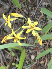 Triteleia ixioides anilina