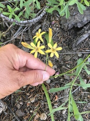 Triteleia ixioides anilina