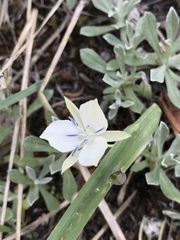 Calochortus minimus