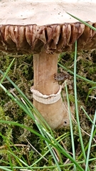 Fungi