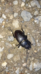 Lucanus cervus