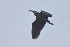 Ixobrychus flavicollis