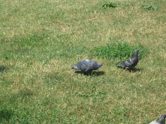 Columba livia domestica