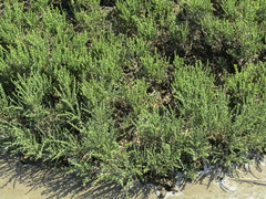 Halocnemum strobilaceum