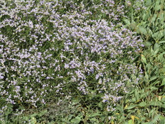 Limonium platyphyllum