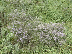Limonium platyphyllum